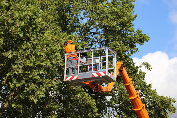 Residential Tree Removal in Brownsville, TX